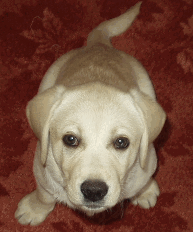 Image184.gif